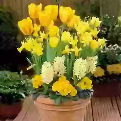 The Yellow Collection